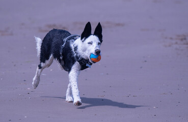 A Border Collie puppy playing at the beach - 628865017