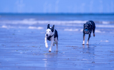 A Border Collie puppy playing at the beach - 628865053