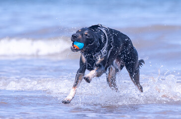 Welsh Border Collie playing on the beach - 628865083