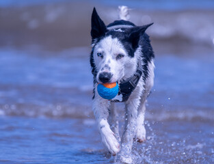 A Border Collie puppy playing at the beach - 628865208