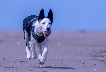 A Border Collie puppy playing at the beach - 628865210