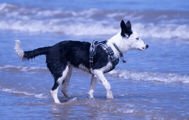 A Border Collie puppy playing at the beach - 628865481
