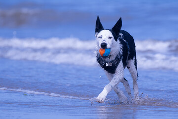 A Border Collie puppy playing at the beach - 628865692