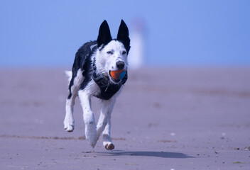 A Border Collie puppy playing at the beach - 628866024