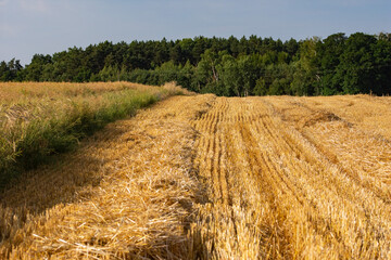 Corn in the field on a sunny day just before harvest. Summer.
