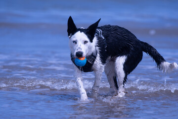 A Border Collie puppy playing at the beach - 628866099