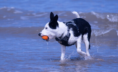 A Border Collie puppy playing at the beach - 628866219