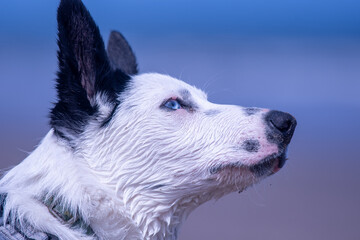 A Border Collie puppy playing at the beach - 628866230