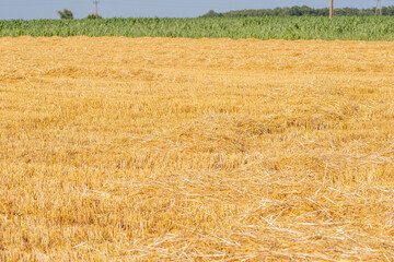 Corn in the field on a sunny day just before harvest. Summer. - 628866247