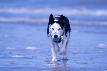 A Border Collie puppy playing at the beach - 628866296