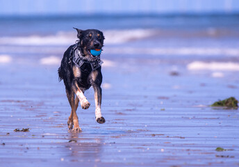 Welsh Border Collie playing on the beach - 628866417