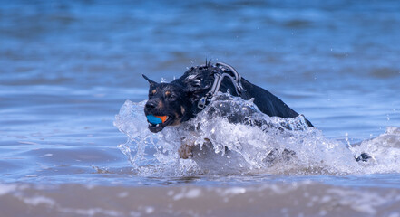Welsh Border Collie playing on the beach - 628866671