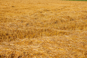 Corn in the field on a sunny day just before harvest. Summer. - 628866808