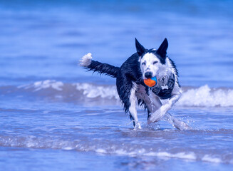 A Border Collie puppy playing at the beach - 628866829