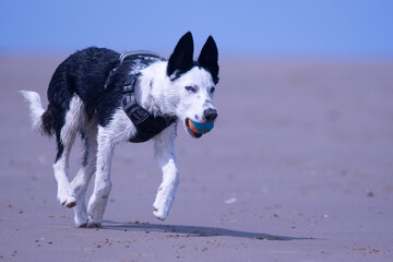 A Border Collie puppy playing at the beach - 628866885