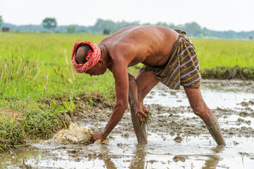 in a plowed dirt muddy land an Indian senior male farmer working