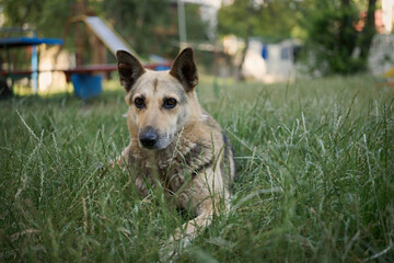 A street stray shepherd with a friendly look lies on the grass, help animals, take me home