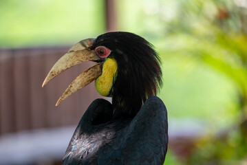 Close up of a female Rhyticeros undulatus bird, The wreathed hornbill is perching on a tree in Borneo forest