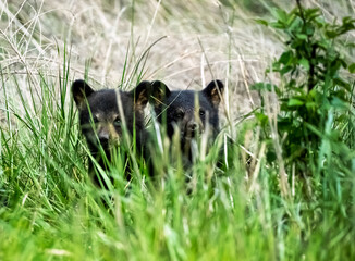 black bear cubs © Jandk
