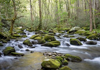 stream in the forest