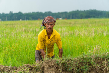indian senior farmer doing farming activities on a field
