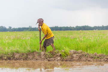 farmer using hoe on a agricultural land for plowing