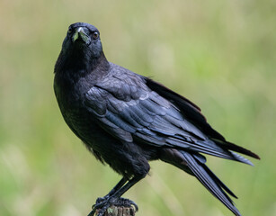 crow on a post