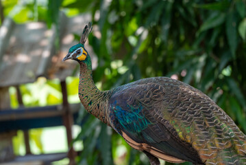 Obraz premium The green peafowl, Green Peacock, Pavo muticus is a peafowl species native to the tropical forests of Indonesia