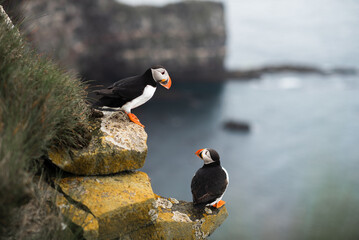 Two puffins on cliff in icleand - obrazy, fototapety, plakaty