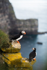 Puffin on cliff in iceland