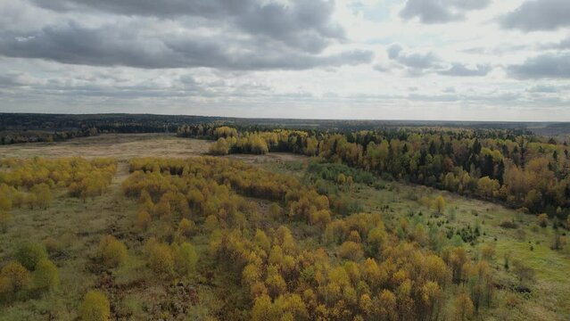 Wide panorama of autumn forest and meadow. Beautiful top view of green fir trees and yellow deciduous trees. Aerial Drone Footage View, 4K