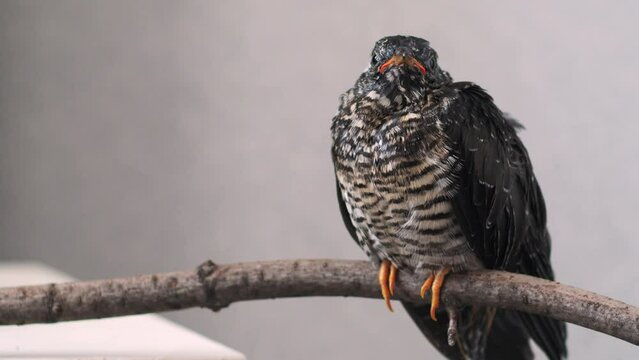 On a gray background, a lone yellow-mouthed cuckoo chick sits on a branch. The beak is wide open, the eyes look around with curiosity. The tail trembles, helping to maintain balance. The yellow-mouthe