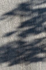 shadow of a tree on a stone facade