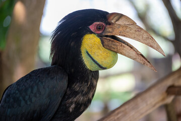 Close up of a female Rhyticeros undulatus bird, The wreathed hornbill is perching on a tree in Borneo forest