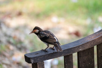 Sturnus contra, The Indian pied myna or Gracupica contra is a species of starling 