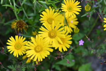 Ochsenauge  Wildblume
