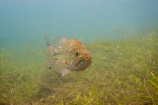 Front of a Largemouth bass swimming through the weeds in a Michigan inland lake. Micropterus salmoides
