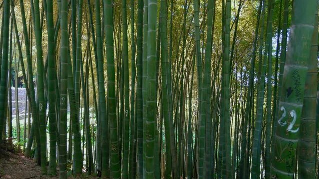 Kind of scenic bamboo forest used as renewable sustainable energy source and various kinds of eco-friendly green products. bamboo growing in jungle