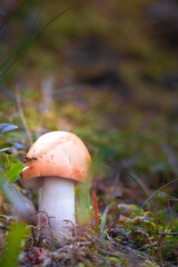 mushrooms in the forest, forest champignon, mycology, gifts of nature