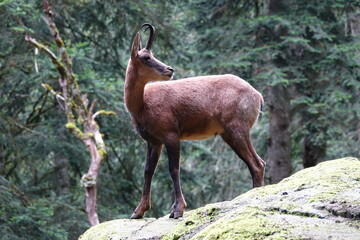 isard sauvage sur un rocher