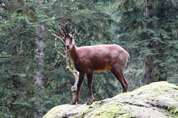 isard de loin sur un rocher