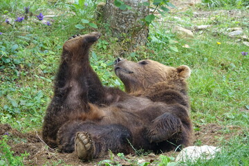 ours gymnastique