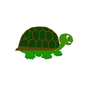 turtle, tortoise, animal, reptile, nature, pet, wildlife, cute, wild, pets, aquatic, PICTURE