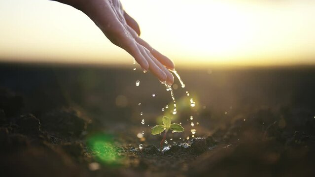 Woman pouring just planting sprout on agricultural field keeping hand over plant during rain at sunset. Concept of growth, care, protecting earth, ecology, green environment, spring works on farm.
