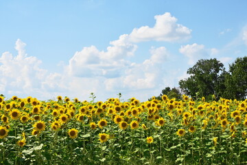 夏の風物詩のひまわり