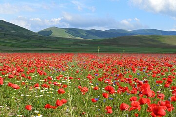 field of poppies in Italy