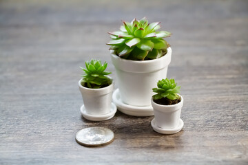 Fototapeta na wymiar Growing Money, Tiny Plants in Pots