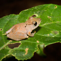 Kichwa Rain Frog (Pristimatis kichwarum) in a rainforest in Ecuador