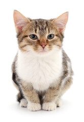 Kitten on white background.