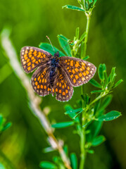 Heath Fritillary Butterfly